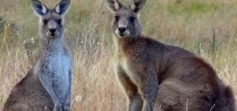 In the Dark: The kangaroo cull in Canberra, Australia