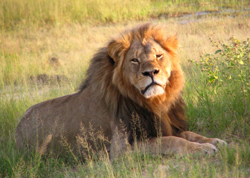 This image has an empty alt attribute; its file name is Cecil_the_lion_at_Hwange_National_Park_4516560206-1024x731.jpg